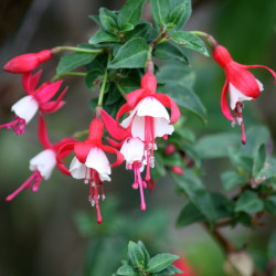 Fuchsia 'Alice Hoffman'