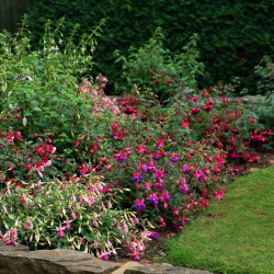 Fuchsia 'Alice Hoffman'