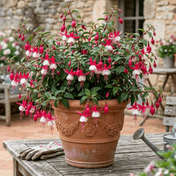 Fuchsia 'Alice Hoffman'