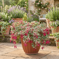 Fuchsia 'Tom West'
