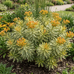 Euphorbia × martinii 'Ascot Rainbow'