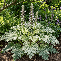 Acanthus 'Snow Storm'