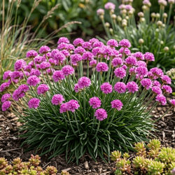 Armeria Dreameria® Sweet Dreams