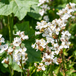 Libertia grandiflora