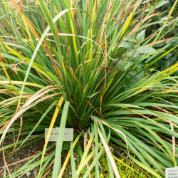 Libertia grandiflora