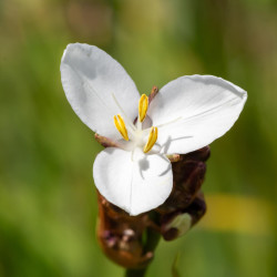 Libertia grandiflora