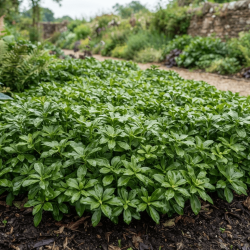 Pachysandra terminalis ‘Green Sheen’