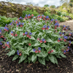 Pulmonaria ‘Silver Bouquet‘