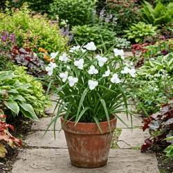 Tradescantia andersoniana  ‘Innocence‘
