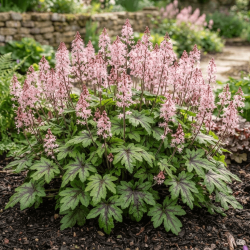 Tiarella Pink Skyrocket