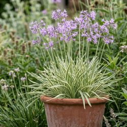 Tulbaghia violacea 'Silver Lace'