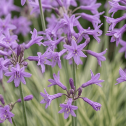 Tulbaghia violacea 'Silver Lace'