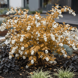 Callicarpa bodinieri Magical Snow Star