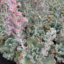 Echeveria gibbiflora 'Blue Curls'