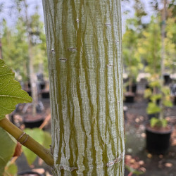 Acer davidii 'Viper' - Érable à peau de serpent