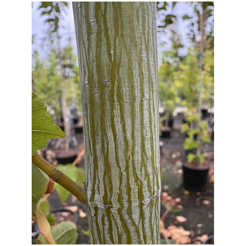 Acer davidii 'Viper' - Érable à peau de serpent