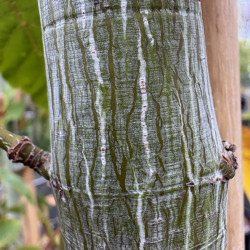 Acer davidii 'Viper' - Érable à peau de serpent