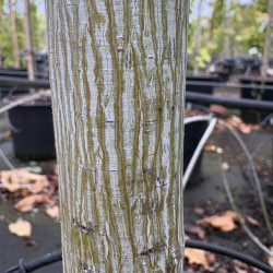 Acer davidii 'Viper' - Érable à peau de serpent