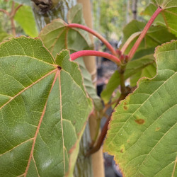 Acer davidii 'Viper' - Érable à peau de serpent