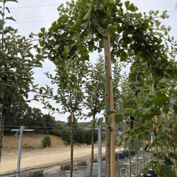 Ginkgo biloba 'China weeper' - Arbre aux quarante écus