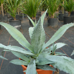 Agave americana