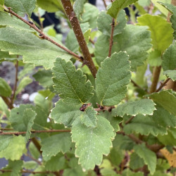 Betula humilis - bouleau humble