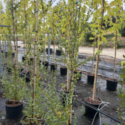 Betula humilis - bouleau humble
