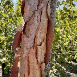 Acer triflorum - ÉRABLE À TROIS FLEURS