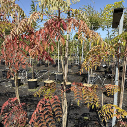 Aralia elata - Angélique en arbre du Japon