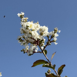 Lagerstroemia indica 'Sarah's Favorite' - Lilas des Indes