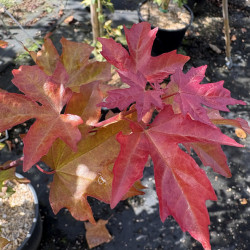 Acer orientalia Minorient® - Erable