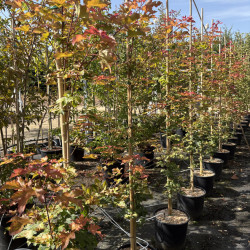 Acer orientalia Minorient® - Erable