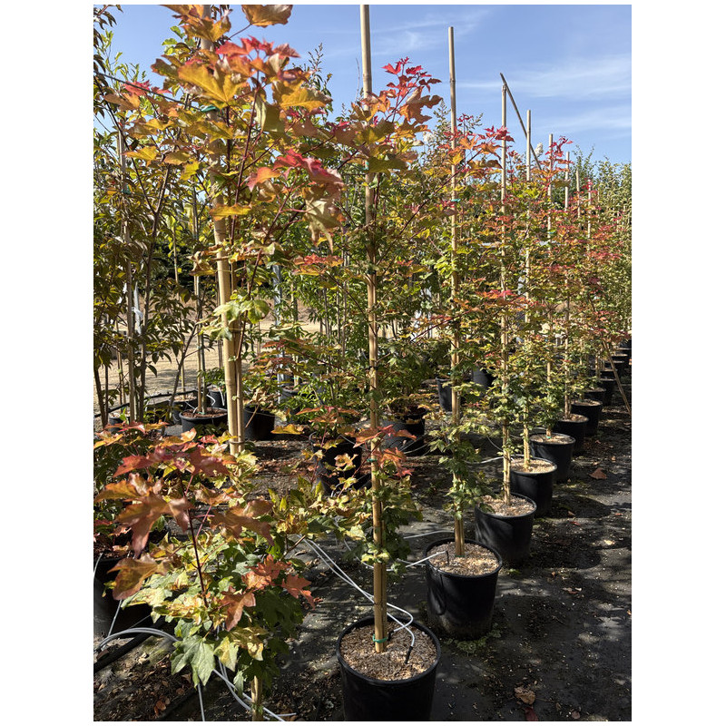 Acer orientalia Minorient® - Erable