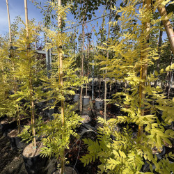 Styphnolobium japonicum 'Gold Standard'