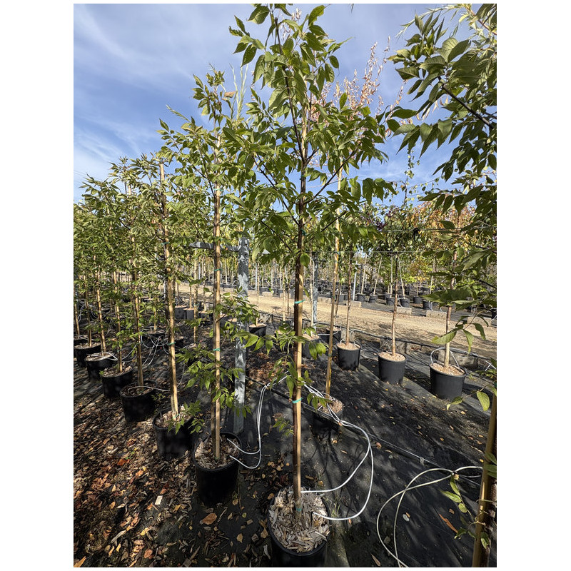 Fraxinus americana 'Autumn Purple' - Frêne