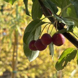 Malus baccata 'Street Parade'