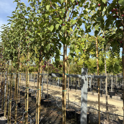 Malus baccata 'Street Parade'