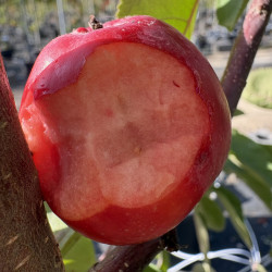 Malus domestica 'Ballerina ® Waltz' - Pommier Colonnaire