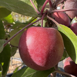 Malus domestica 'Ballerina ® Waltz' - Pommier Colonnaire