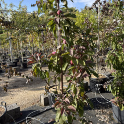 Malus domestica 'Ballerina ® Waltz' - Pommier Colonnaire