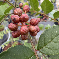 Zanthoxylum simulans - Poivrier du Sichuan
