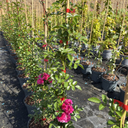Rosa 'Excelsa'