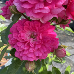 Rosa 'Excelsa'
