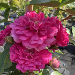 Rosa 'Excelsa'