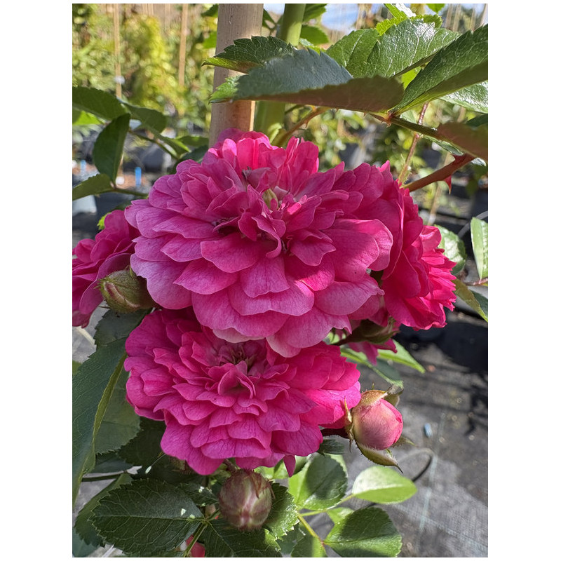 Rosa 'Excelsa'