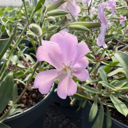 Saponaria x lampeggii 'Max Frei'