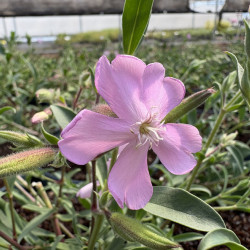 Saponaria x lampeggii 'Max Frei'