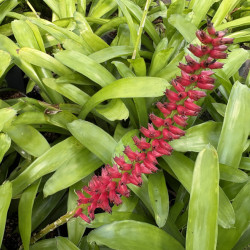 Aechmea gamosepala