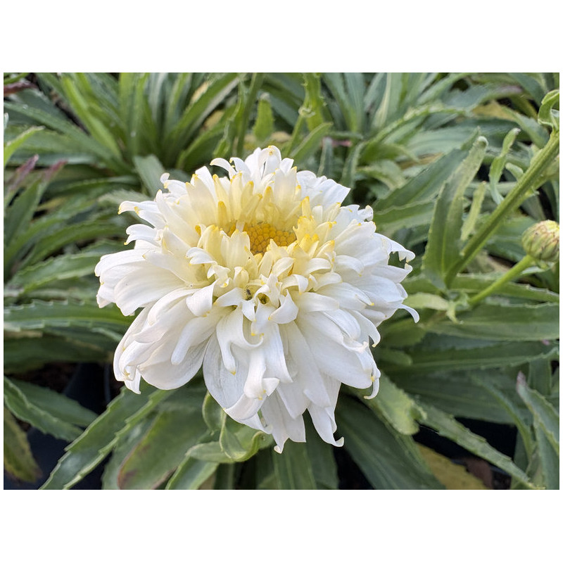 Leucanthemum 'Macaroon'