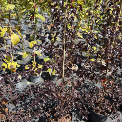 Betula 'Royal Frost' - Bouleau pourpre
